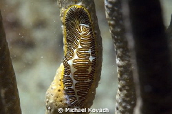 Fingerprint Cyphoma on a sea rod near the Big Coral Knoll... by Michael Kovach 